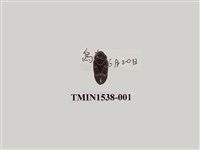 藏品(紅紋沫蟬)的圖片